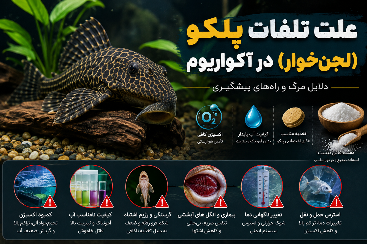 علت تلفات پلکو (لجن‌خوار) در آکواریوم؛ دلایل مرگ و راه‌های پیشگیری