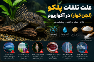 علت تلفات پلکو (لجن‌خوار) در آکواریوم؛ دلایل مرگ و راه‌های پیشگیری